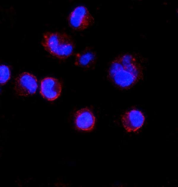 a01340 2 cd74 primary antibodies if testing 4