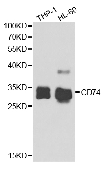 WesternBlot (WB) analysis of CD74 polyclonal antibody