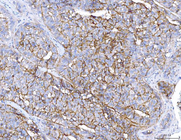  IHC analysis of ENPP1/PC1 using anti-ENPP1/PC1 antibody (A01342-1)