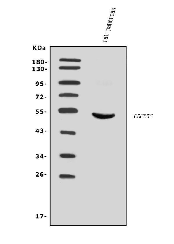  Western blot analysis of Cdc25c using anti-Cdc25c antibody (A01343-3)