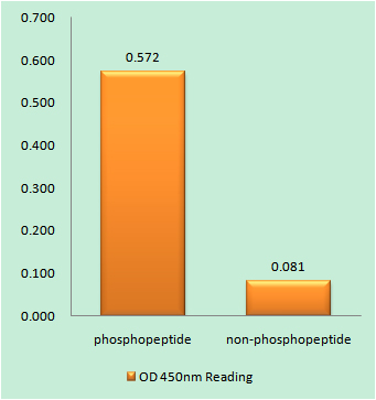 Enzyme-Linked Immunosorbent Assay (Phospho-ELISA) for Immunogen Phosphopeptide (Phospho-left) and Non-Phosphopeptide (Phospho-right), using CDC25C (Phospho-Thr48) Antibody