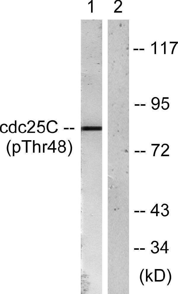 Western blot analysis of lysates from RAW264