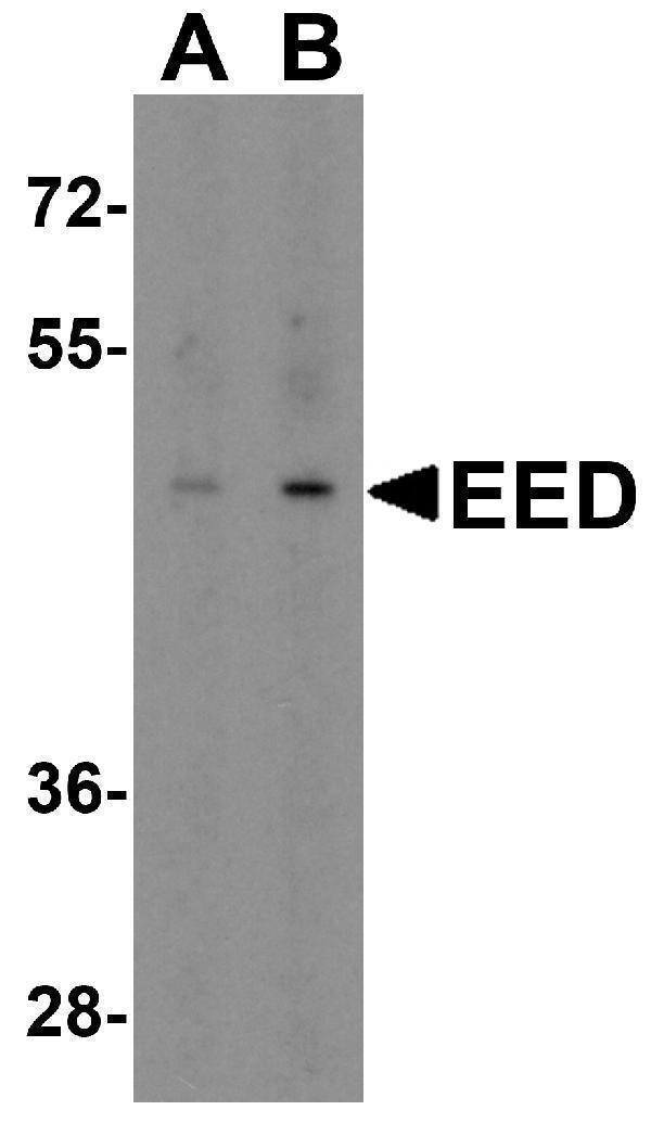 a01345 eed primary antibodies wb testing 1