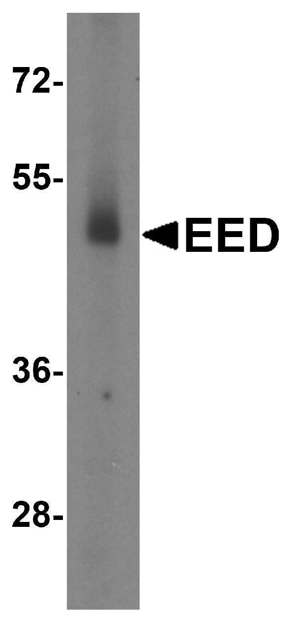 a01345 eed primary antibodies wb testing 3