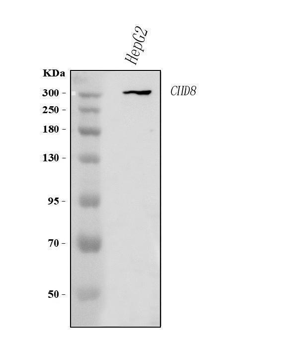  Western blot analysis of CHD8 using anti-CHD8 antibody (A01346-1)