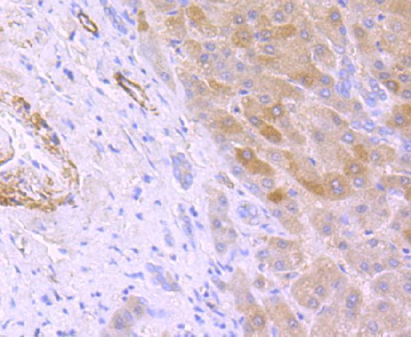 a01347 hamp primary antiboties ihc testing 1