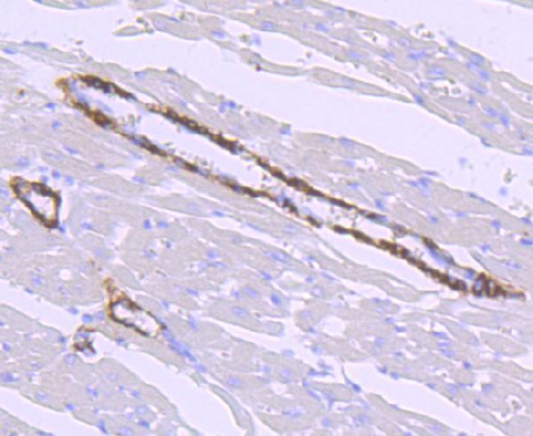 a01347 hamp primary antiboties ihc testing 2