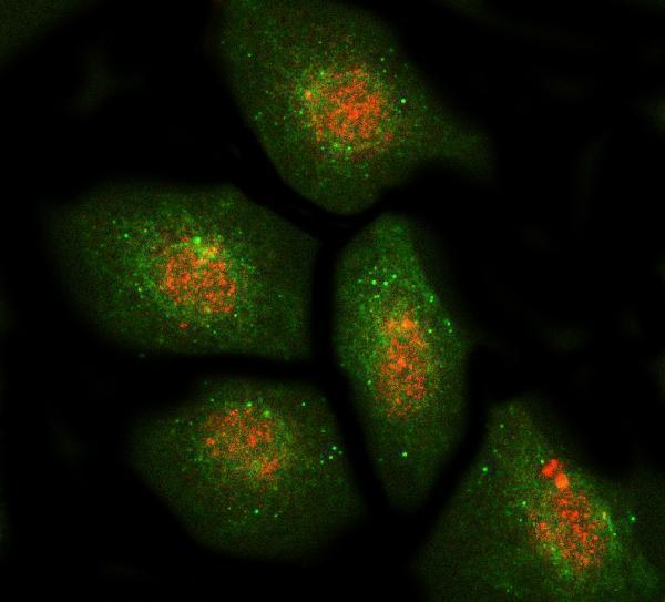 a01348 2 dbf4 primary antibodies if testing 2_1