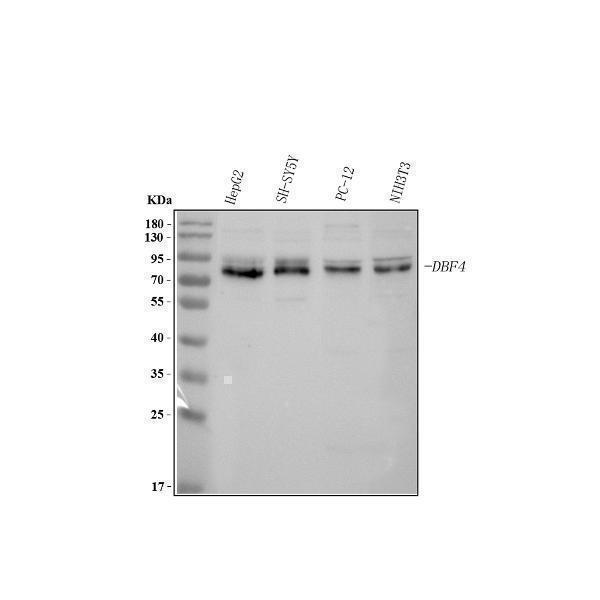 a01348 2 dbf4 primary antibodies wb testing 1_1