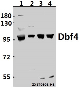 a01348 dbf4 primary antiboties wb testing 1