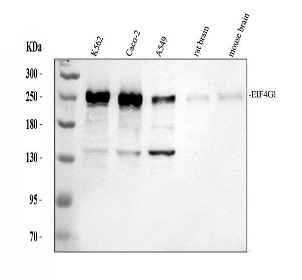 a01351 2 eif4g1 primary antibodies wb testing 1