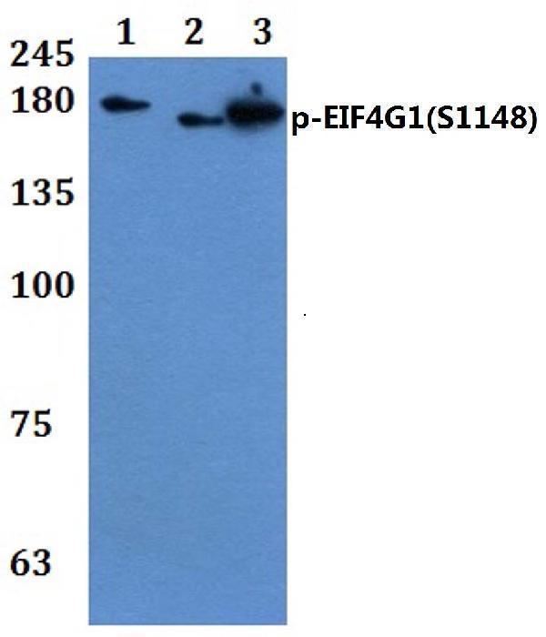 a01351s1148 1 eif4g1 primary antiboties wb testing 1_1