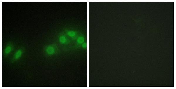 a01352 lats2 primary antibodies if testing 1
