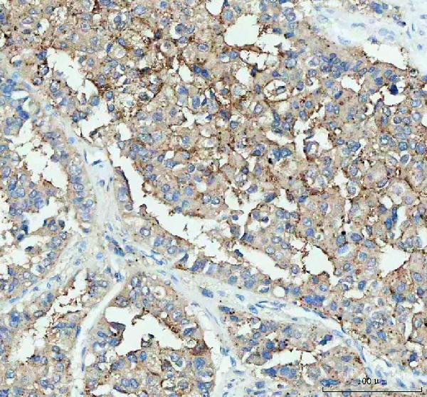  IHC analysis of DDT using anti-DDT antibody (A01354)