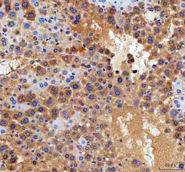  IHC analysis of DDT using anti-DDT antibody (A01354)