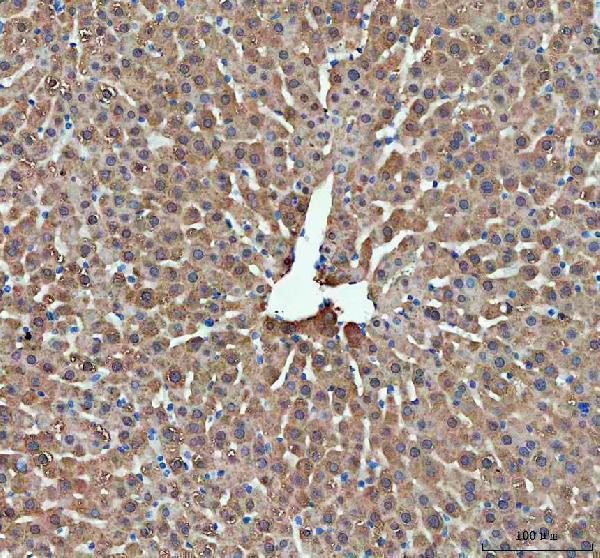 a01354 ddt primary antibodies ihc testing 4