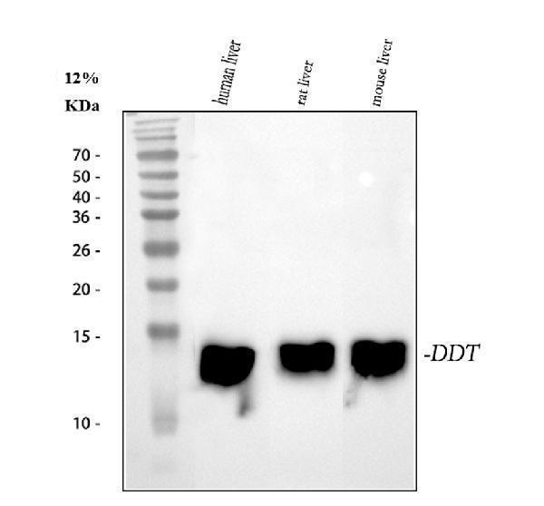  Western blot analysis of DDT using anti-DDT antibody (A01354)