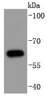 Western blot analysis of Phospho-Cdc6(S54) on Jurkat cells lysates using anti-Phospho-Cdc6(S54) antibody at 1/1,000 dilution