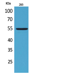 Western Blot analysis of 293 cells using GDF-5 Polyclonal Antibody