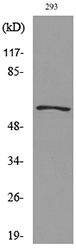Western blot analysis of lysate from 293 cells, using GDF5 Antibody