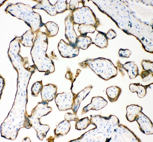 a01357 1 krt18 primary antibodies ihc testing 4