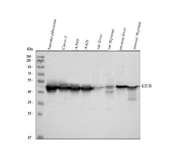 a01357 1 krt18 primary antibodies wb testing 1_1