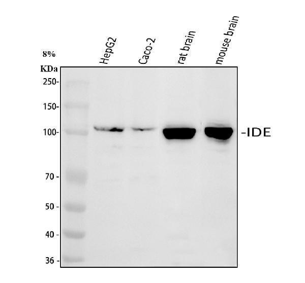 a01358 2 ide primary antibodies wb testing 1