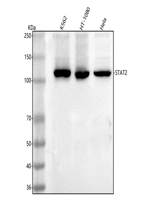 a01360 3 stat2 primary antibodies wb testing 1