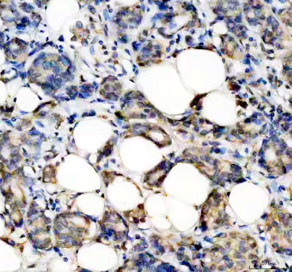 a01360 stat2 primary antibodies ihc testing 1