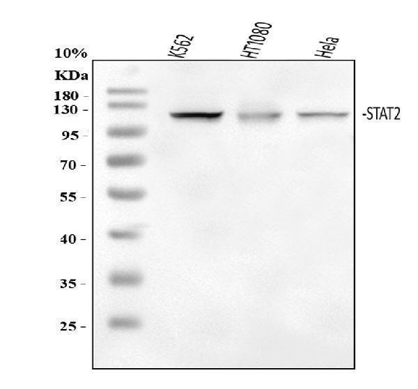 a01360 stat2 primary antibodies wb testing 1