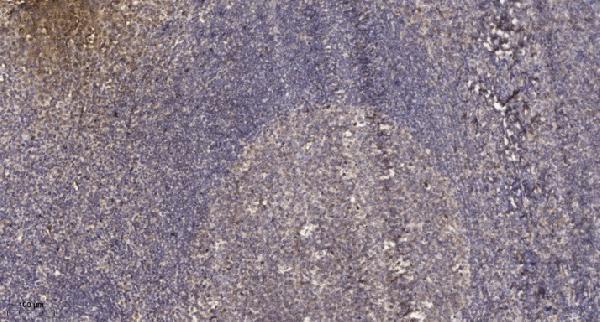 a01360y631 stat2 primary antibodies ihc testing 2