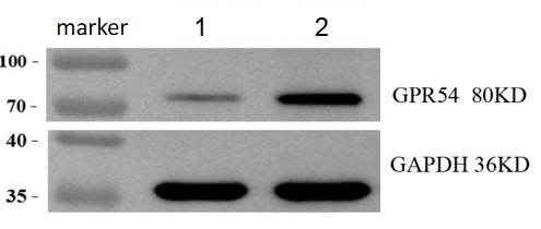 a01364 2 gpr54 primary antibodies wb review 1