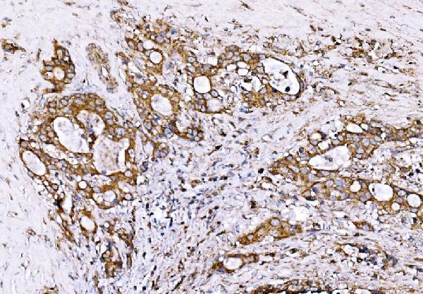  IHC analysis of GPR54/KISS1R using anti-GPR54/KISS1R antibody (A01364-2)