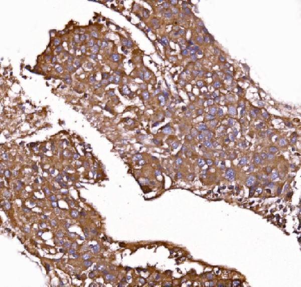 a01364 2 kiss1r primary antibodies ihc testing 4