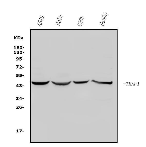 a01365 traf1 primary antibodies wb testing 1