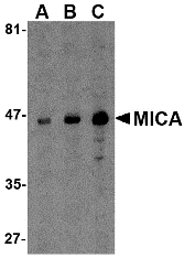 a01366 mica primary antibodies wb testing 1