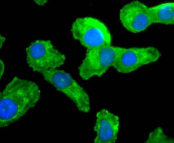 ICC staining CDC45 in A549 cells (green)