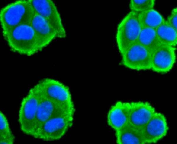 ICC staining CDC45 in Hela cells (green)