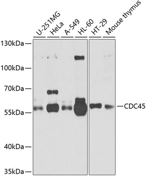 Western blot analysis of extracts of various cell lines, using cdc45 antibody  at 1:1000 dilution