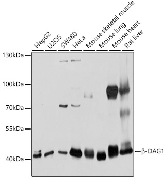 Western blot analysis of extracts of various cell lines, using DAG1 antibody  at 1:1000 dilution