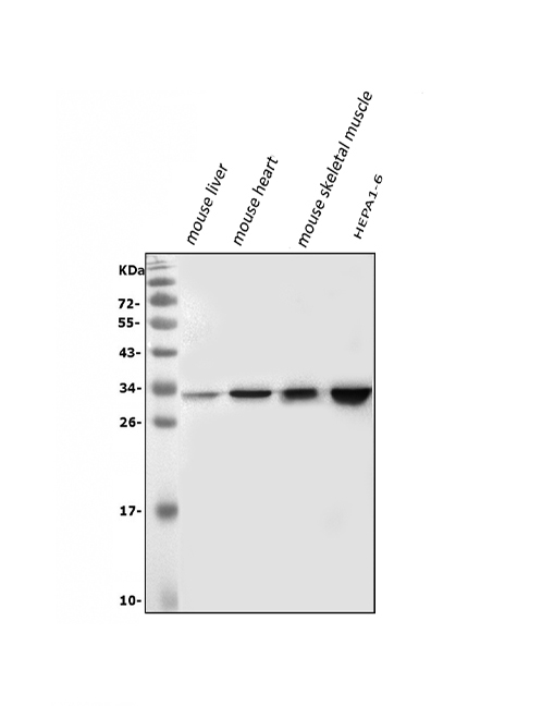 a01372 vapb primary antibodies wb testing 2