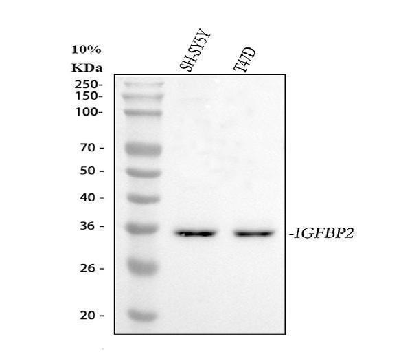 a01373 1 igfbp2 primary antibodies wb testing 1_1