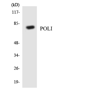 Western blot analysis of the lysates from HeLa cells using POLI antibody