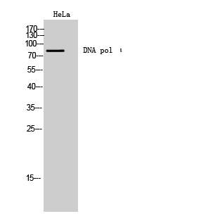 Western Blot analysis of HeLa cells using DNA pol ι Polyclonal Antibody cells nucleus extracted by Minute TM Cytoplasmic and Nuclear Fractionation kit 