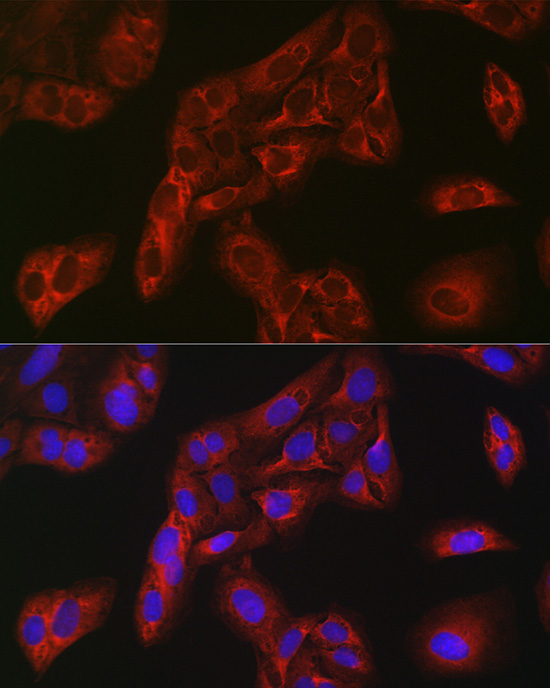a01377 fbp1 primary antiboties if testing 4