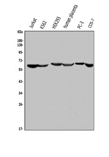 a01380 1 me2 primary antibodies wb testing 1