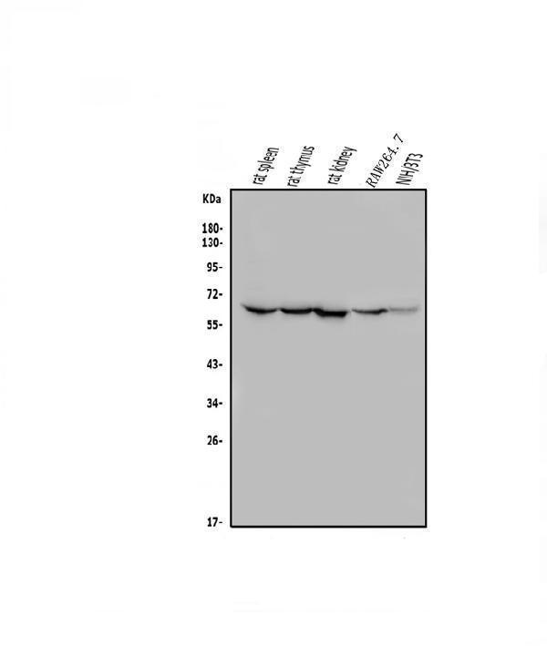a01380 1 me2 primary antibodies wb testing 2_1