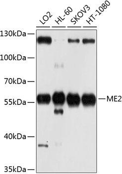Western blot analysis of extracts of various cell lines, using ME2 antibody  at 1:1000 dilution