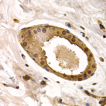 Immunohistochemistry of paraffin-embedded human normal breast using TorsinA/TOR1A antibody  at dilution of 1:200 