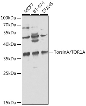 Western blot analysis of extracts of various cell lines, using TorsinA/TOR1A antibody  at 1:1000 dilution